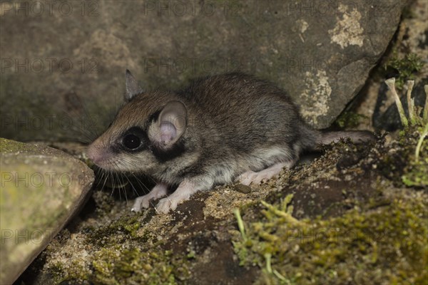 Two garden dormice