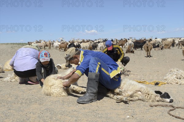 Shearing sheep