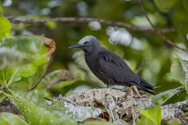 Slender-noddy tern