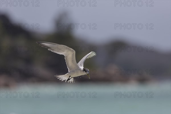 Greater Crested Tern