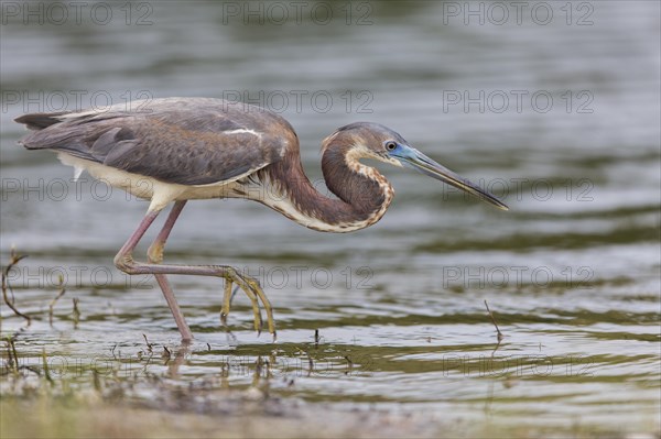 Tricolored heron