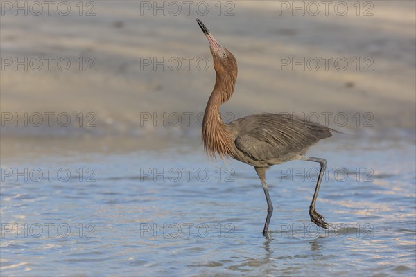 Blue-footed heron