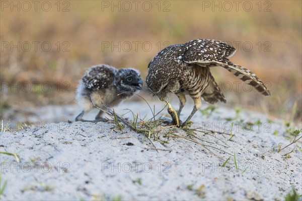 Burrowing owl