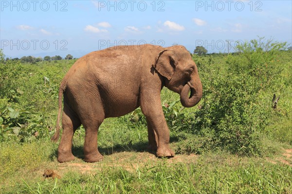 Asian elephant