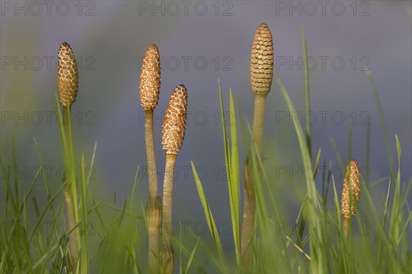 Field Horsetail