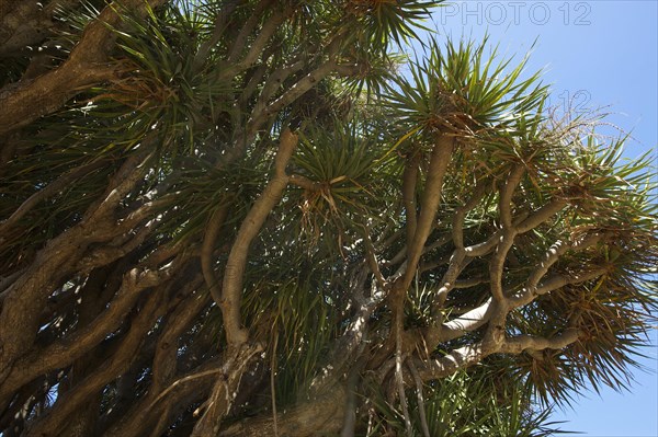 Dragon tree on the north coast