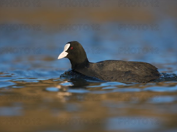 Common coot