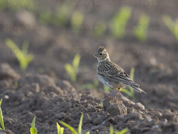 Skylark