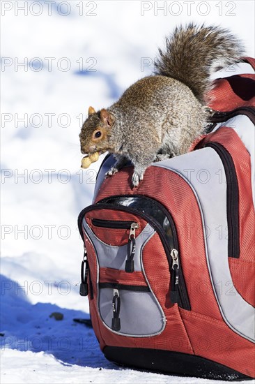 Eastern grey squirrel looking for peanuts in a backpack