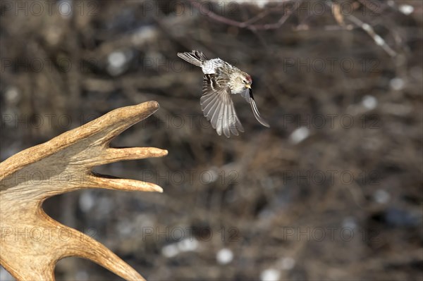 Redpoll Siskin