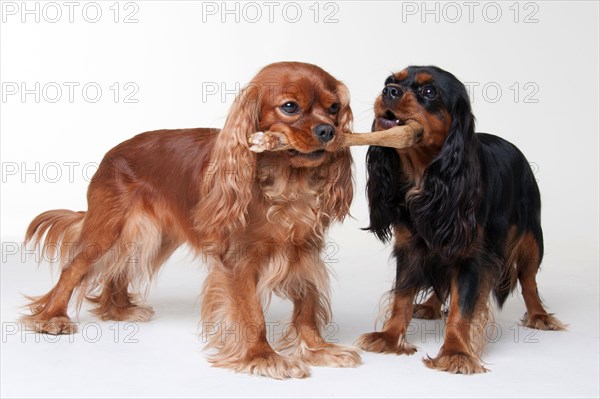 Cavalier King Charles Spaniel