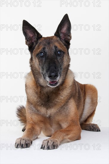 Malinois