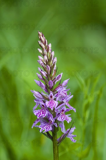 Heath Spotted Orchid