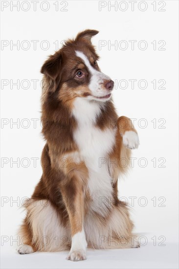 Miniature Australian Shepherd