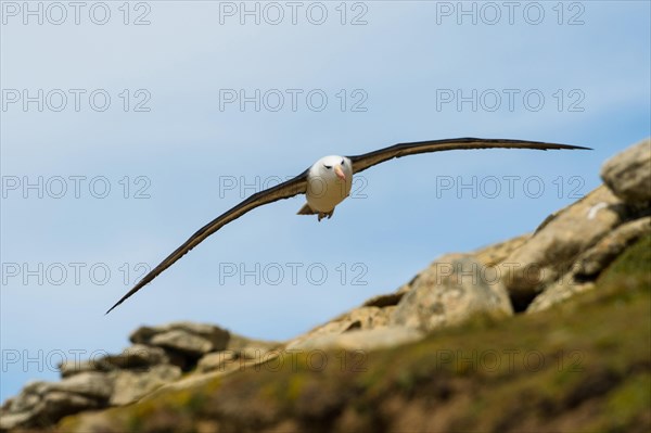 Black-browed Albatross