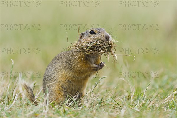 European ground squirrel