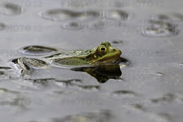 Water frog