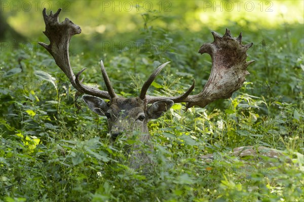 Manchurian sika deer