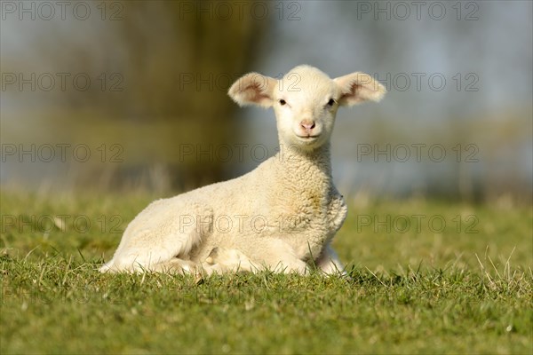 Merino sheep