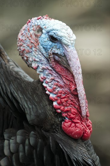 Domestic turkey