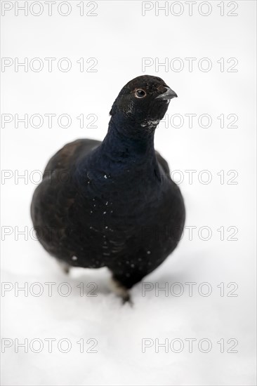 Black Grouse