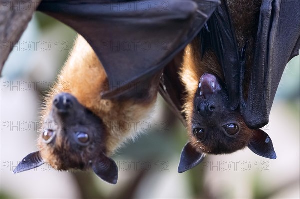 Indian Flying Fox