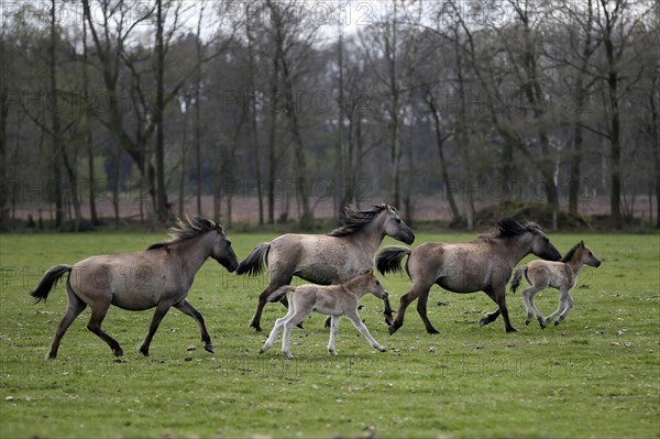 Wild Horse Duelmen