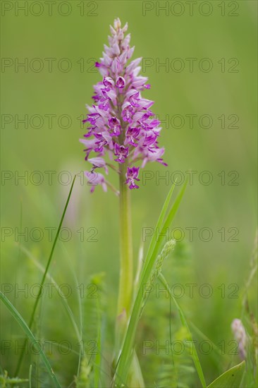 Military Orchid