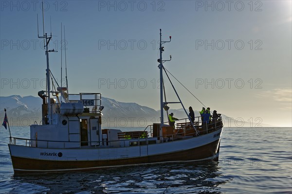 Old fishing boats are used for whale-watching