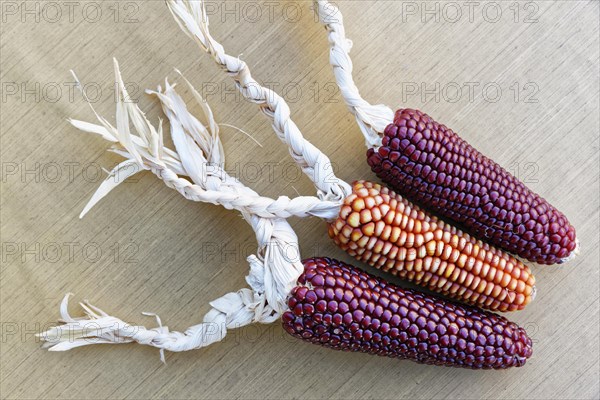 Dried corncobs