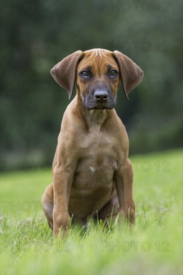 Rhodesian Ridgeback