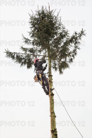 Arborist