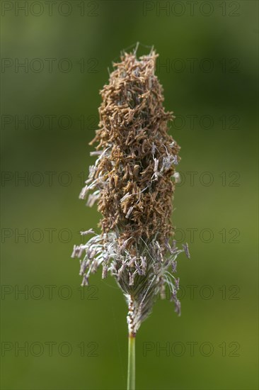 Meadow foxtail