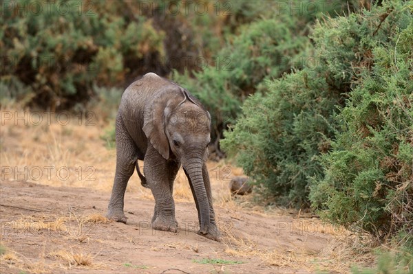 African elephant