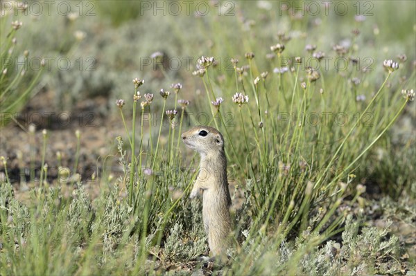 Long-tailed gentian