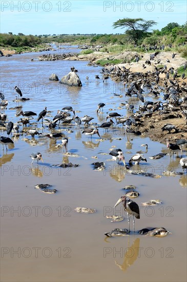 Marabou stork