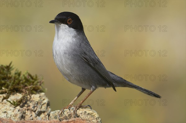 Sardinian Warbler