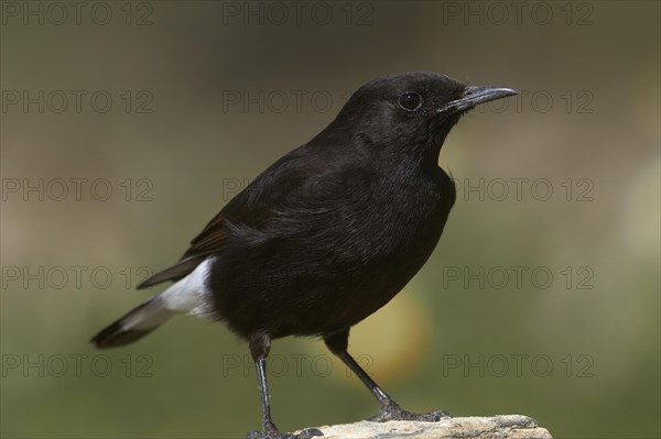 Black Wheatear