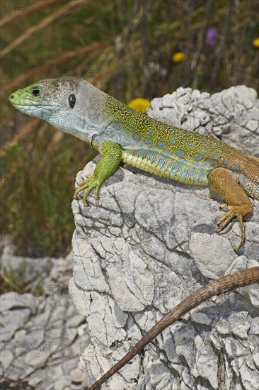 Scaled lizard