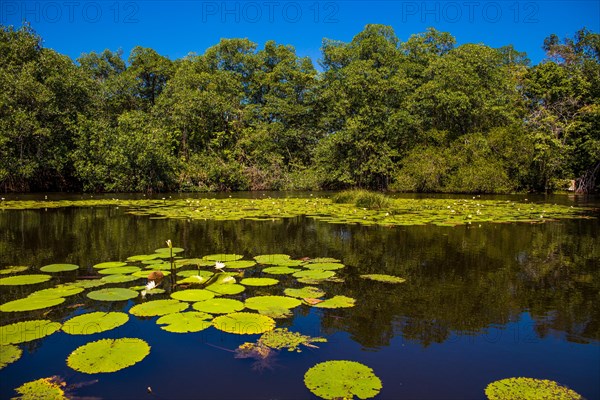 Water lilies on the Rio Dulce