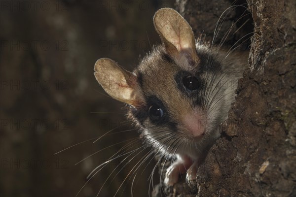 Garden dormouse