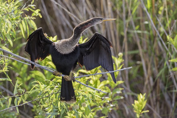 American. Darter