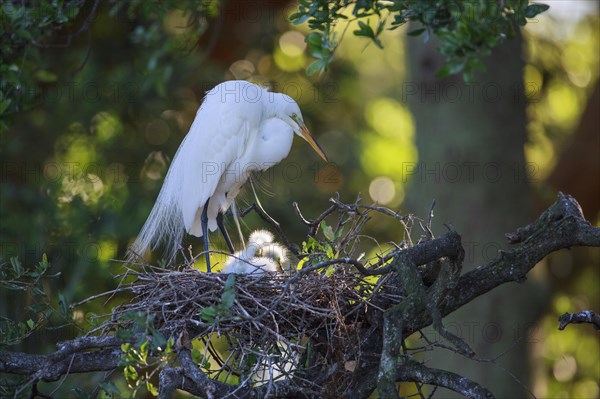 Great egret