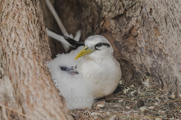 White-tailed tropicbird