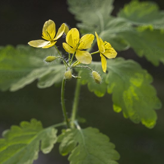 Greater celandine