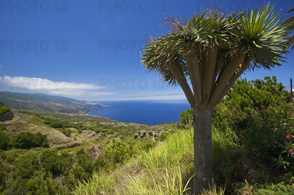 Dragon trees on the north coast of La Palma