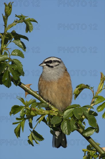 Rock Bunting