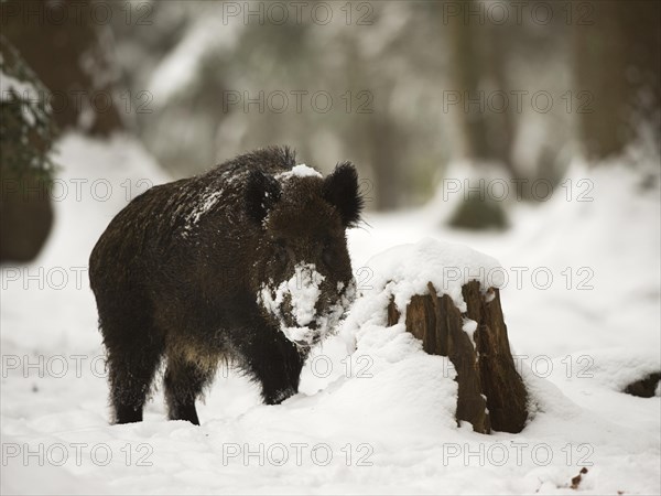 Wild boar