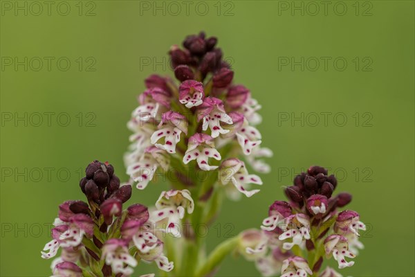 Burnt-tip orchid