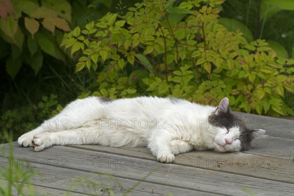 House cat on garden table